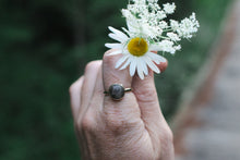 Load image into Gallery viewer, Golden Petoskey; Size 6